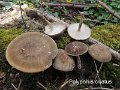 Lentinus substrictus-amf1528-1